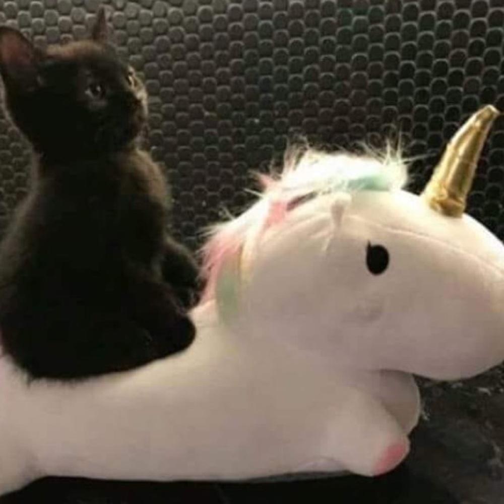 Meet your Posher, Candy